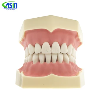 Модель мягких десен хорошего качества, съемные зубы tougneTypodont 28/32 с язычком, совместимые с NISSIN 200